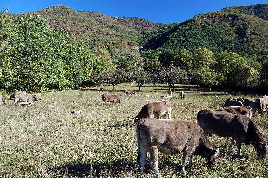 Fotografía de ganado pastando en un espacio abierto