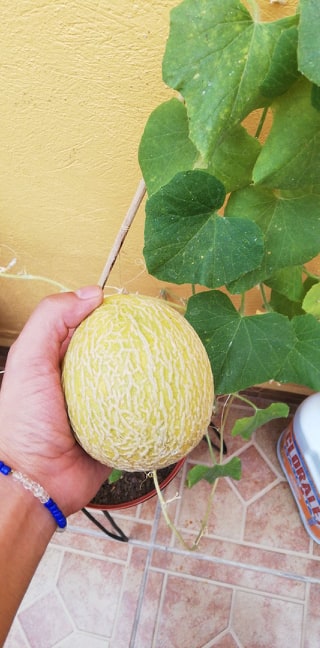 Fotografía de una mano sosteniendo un  melón pequeño