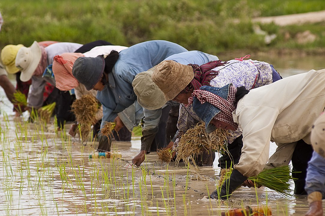 Fotografía de granjeros camboyanos sembrando arroz