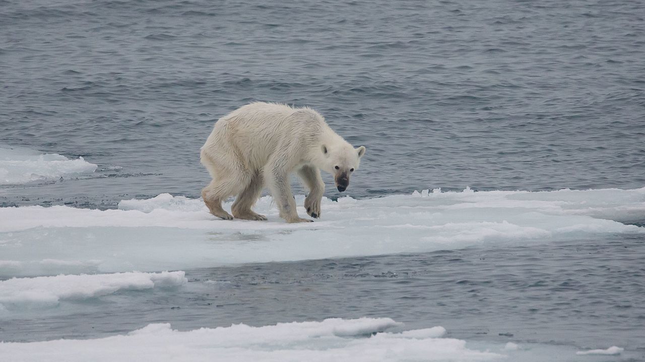 Fotografía de un oso polar en un paisaje Ártico con poco hielo.