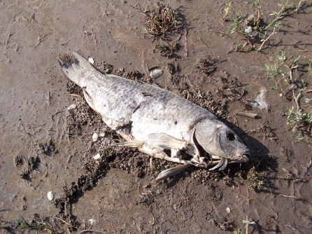Fotografía de un pez muerto sobre la arena 