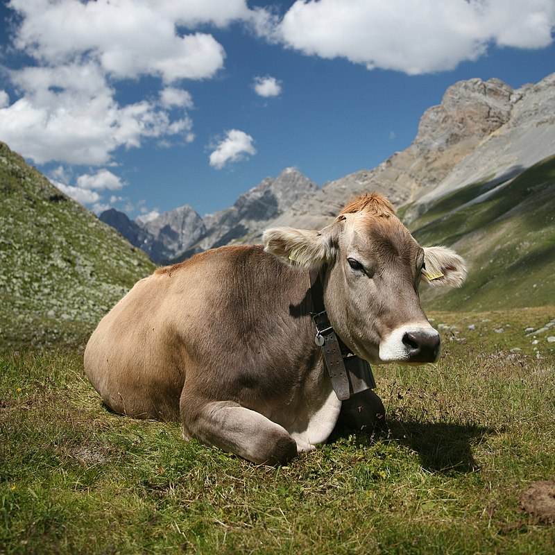 Fotografía de una vaca
