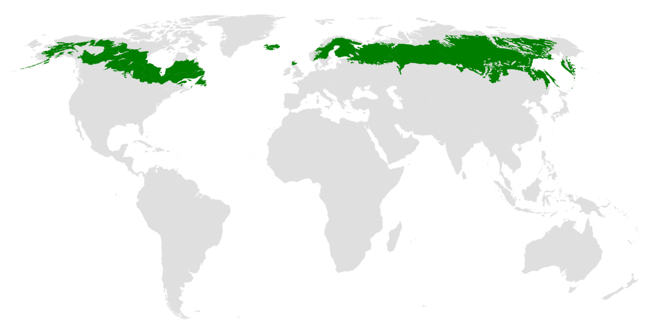 Ilustración vectorial de la distribución de la Taiga en el planeta Tierra