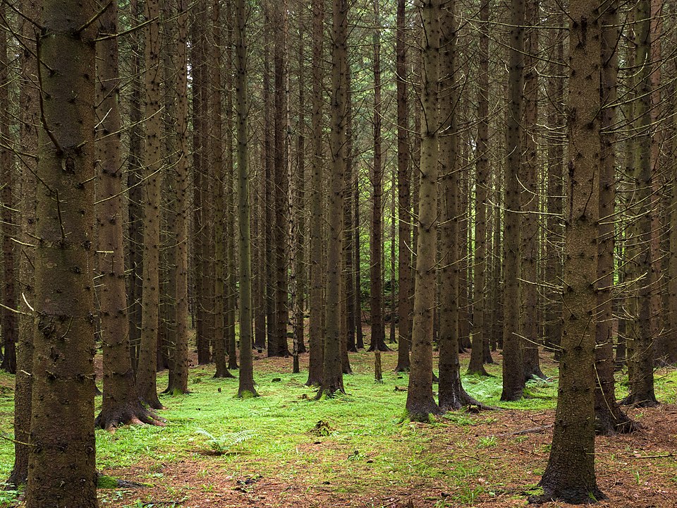 Fotografía de un bosque
