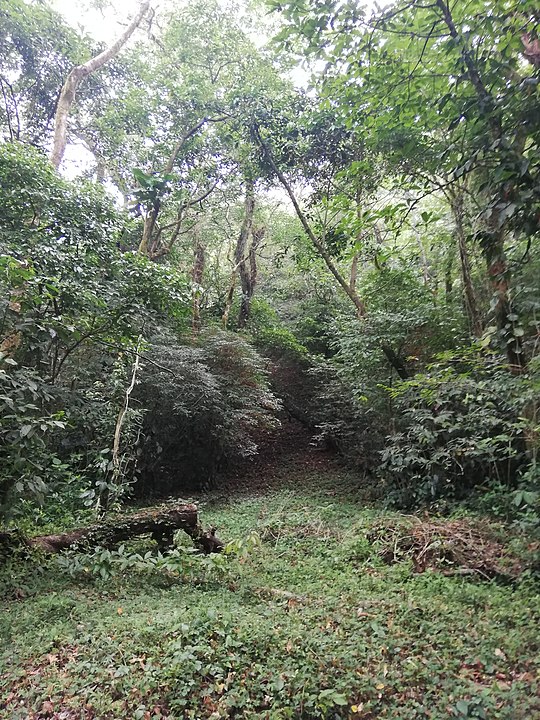 Se aprecia un cierto nivel de la selva por la deforestación, la cual buscan recuperar