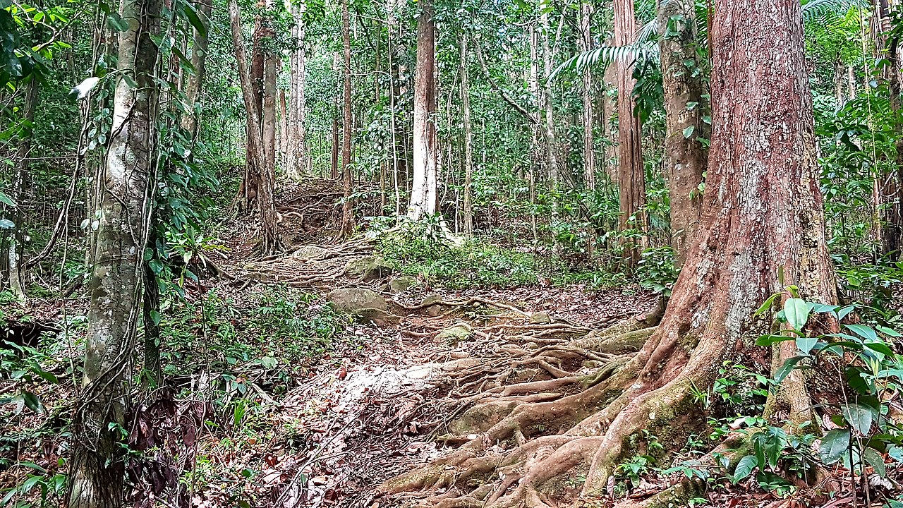 Fotografía de un sendero en bosque tropical