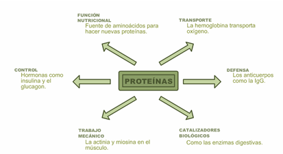 Dirección Decoración Elucidación Proteínas - Unidad de Apoyo Para el Aprendizaje